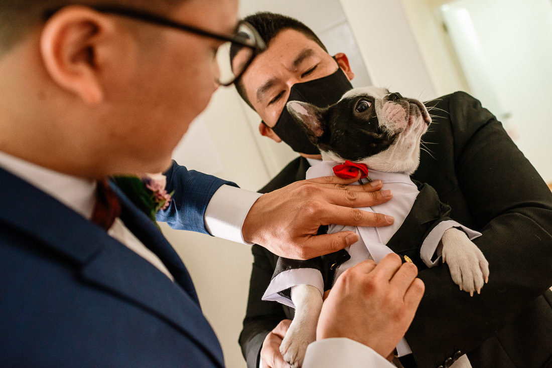 vestido de novia, novio, matrimonio, bouquet, sesion de fotos, bulldog frances