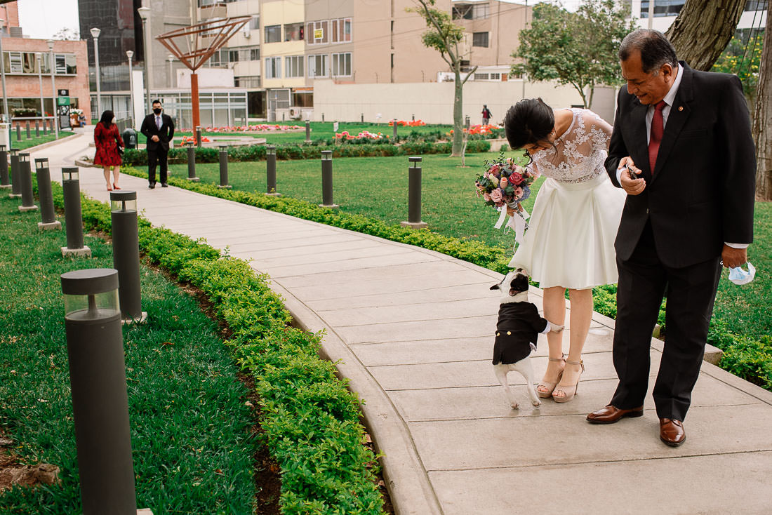 vestido de novia, novio, matrimonio, bouquet, sesion de fotos, bulldog frances