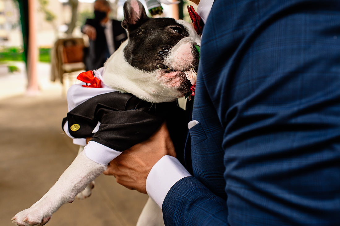 vestido de novia, novio, matrimonio, bouquet, sesion de fotos, bulldog frances