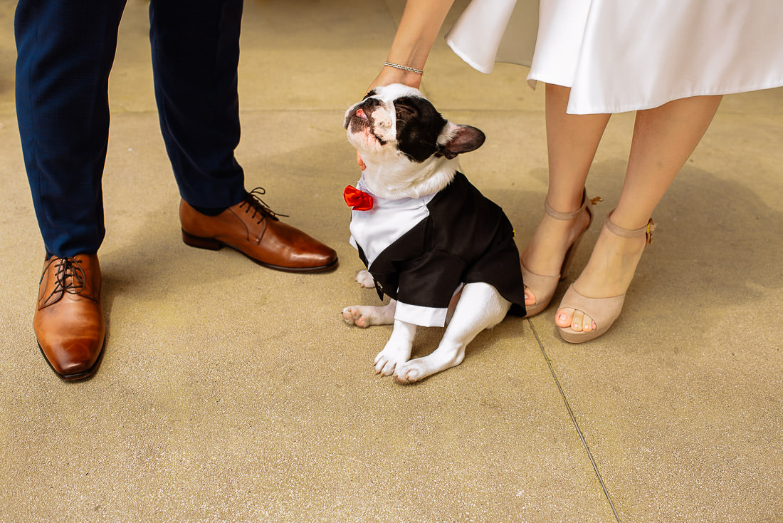 vestido de novia, novio, matrimonio, bouquet, sesion de fotos, bulldog frances